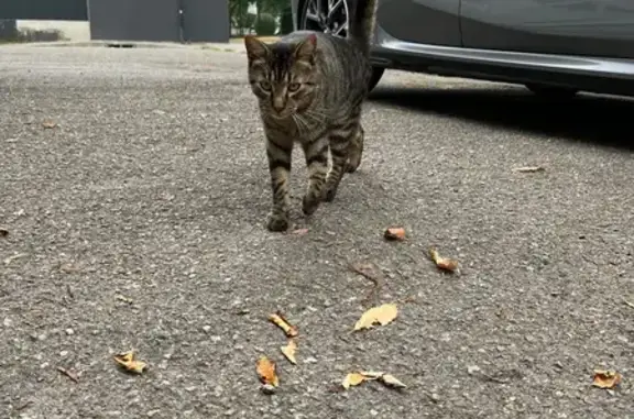 Animaux trouvés , photo: Chat tigré trouvé près école Prévert, Ploemeur