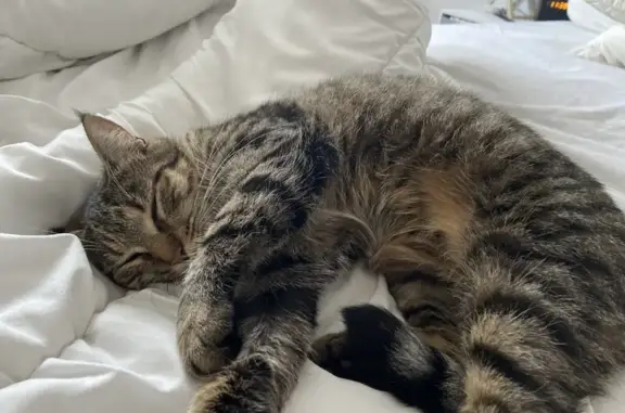 Chat perdu, Marly, photo: Chat perdu : Tigre noir/marron, collier jaune