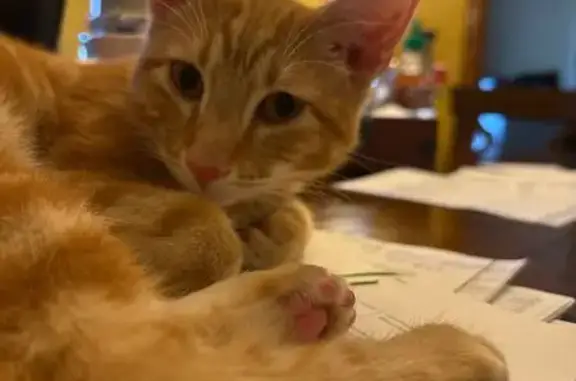 Lost and found pets Deltona, photo: Lost Orange Tabby: Sweet 7-Month-Old