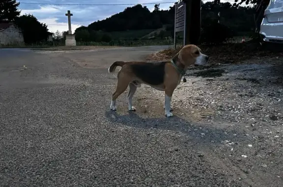 Chien trouvé , photo: Jeune Beagle tricolore trouvé perdu
