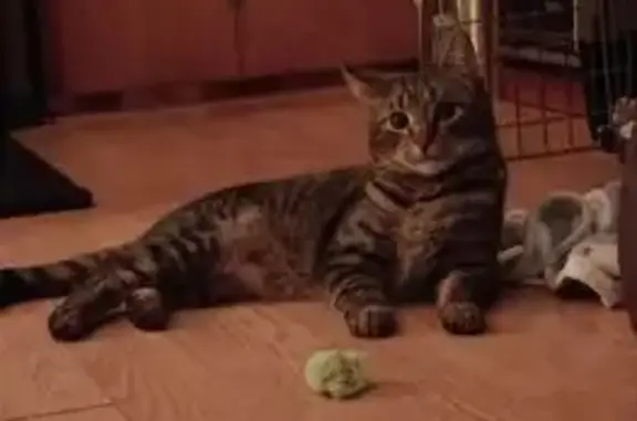 Lost and found pets , photo: Lost Cat: Grey Stripes & Spots in Nutley