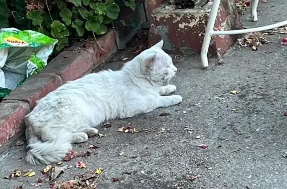 Lost and found pets Fremont, photo: Friendly White Cat Lost on Blacow Rd