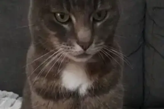 Chat perdu, , photo: Chat gris perdu à Longueville-sur-Scie
