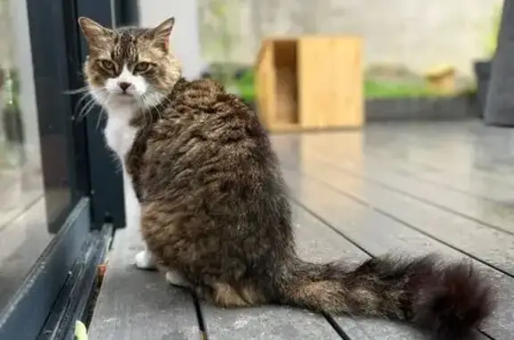 Chat perdu, Nouaillé-Maupertuis, photo: Chat perdu, peureux, calme à Nouaillé