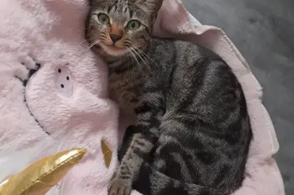Chatte tigrée perdue, Pontcharra - photo
