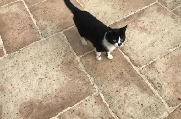 Animaux trouvés Bourges, photo: Chat noir et blanc trouvé à Bourges