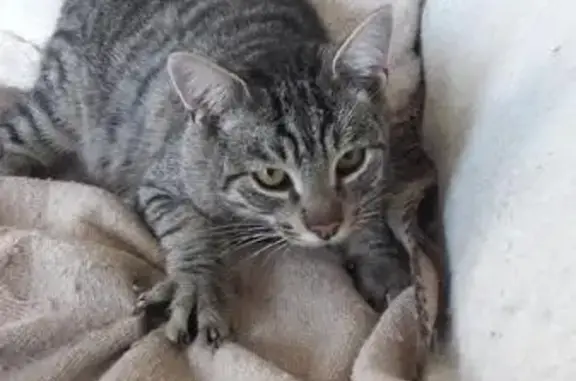 Chat tigré perdu à Oloron, tatoué COIG - photo