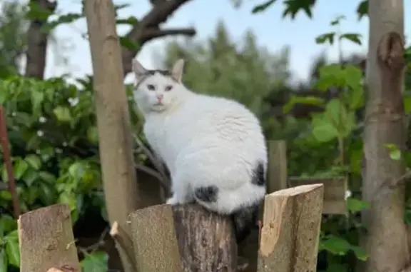 Animaux perdus Montreuil, photo: Chat perdu Montreuil, tatouage oreille