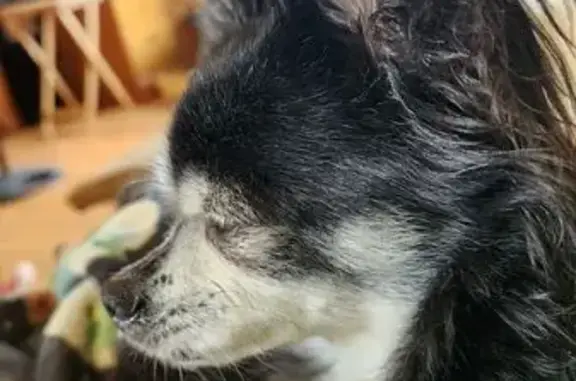 Lost and found pets Wisconsin Dells, photo: Lost: Timid Black Chihuahua in Weston, WI