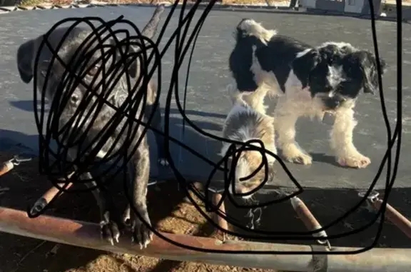 Lost and found pets Overland, photo: Lost Dog on Woodson Rd, Overland