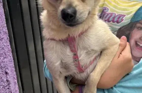 Búsqueda de mascotas, foto: Se Busca Hogar para Dulce Perrita Chihuahua