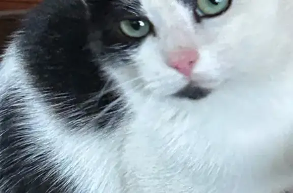 Chat trouvé Les Gets, photo: Chat noir et blanc trouvé aux Gets