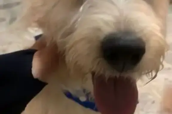 Perro encontrado Zapopan, foto: Perro Beige Perdido en Zapopan: ¡Ayuda!