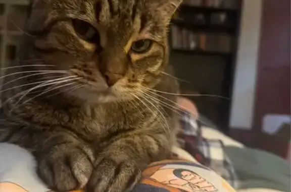 Lost and found pets , photo: Lost: Brown Tabby Cat, Maple Hill Ave
