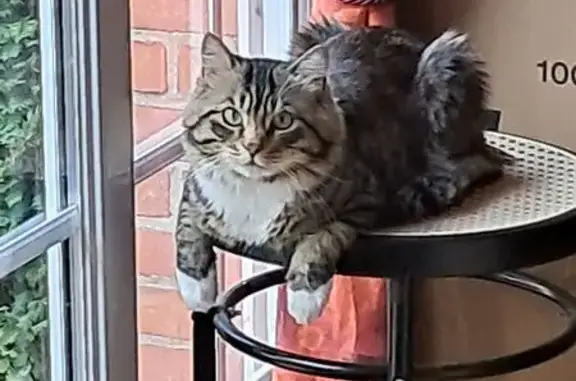 Animaux perdus Gravelines, photo: Chatte tigrée perdue Rue de la Plage