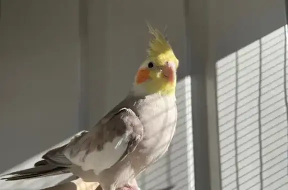 Lost Friendly Bird on Beaufort Avenue