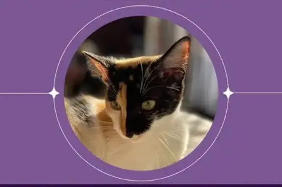 Gata Perdida: Carita, Mitad Negra y Naranja