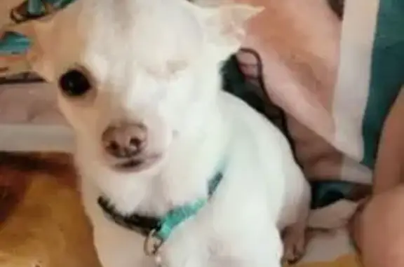 Lost: 1-Eyed Chihuahua on Cushing St