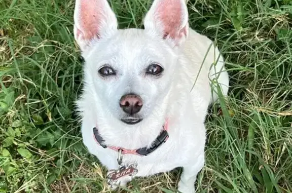 Lost Dog: Rita with Blue Collar