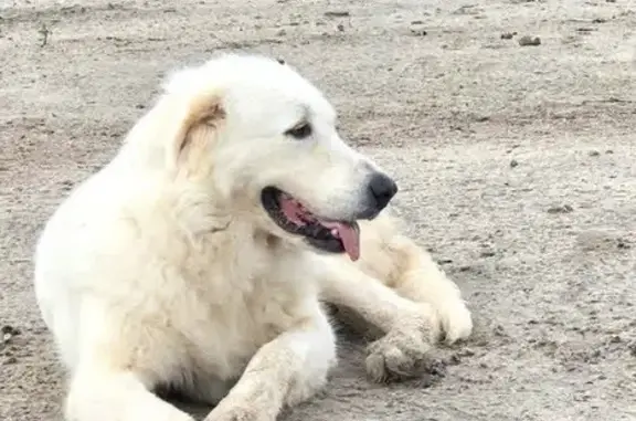 Missing dog , photo: Lost: Friendly White Great Pyrenees in GA