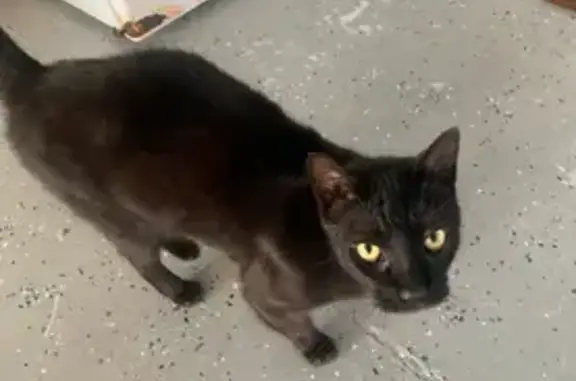 Lost Large Black Cat, Panther-Like, Friendly