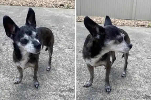 Lost Senior Dog: Skittish but Friendly