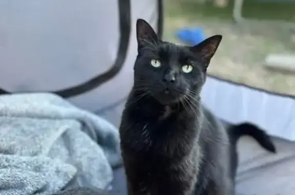 Lost and found pets , photo: Lost: Friendly Black Cat with Green Eyes