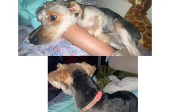Lost Morkie Gracie: Help Us Find Her!