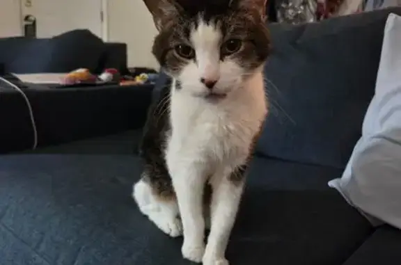 Lost Cat: Dark & White, 6th St, Moundsville