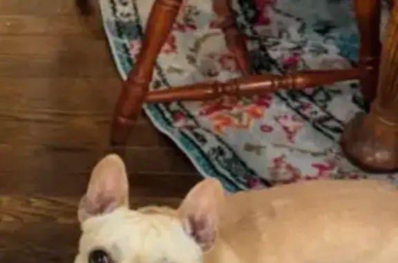 Help Find Our Missing Frenchie in Elkridge!