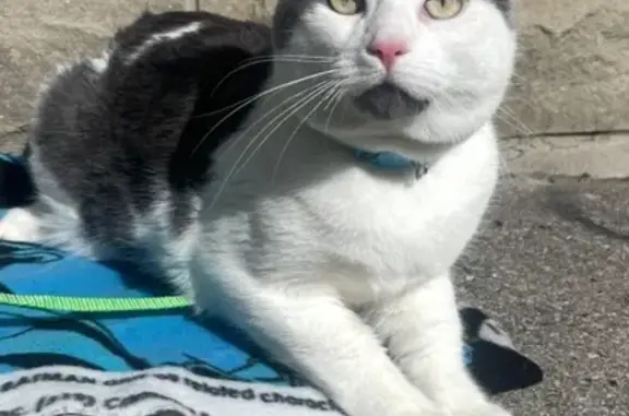 Lost Friendly Grey & White Cat in Toronto