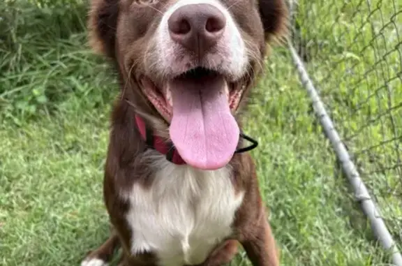 Found dog , photo: Lost Dog Found: Red Collar in Mobile, AL