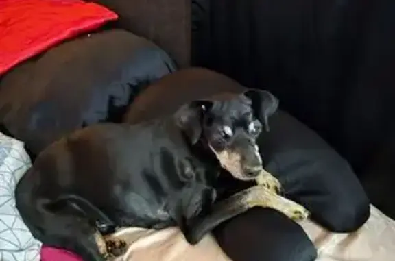 Missing dog Grand Ledge, photo: Lost Diabetic Dog: Urgent Help Needed!