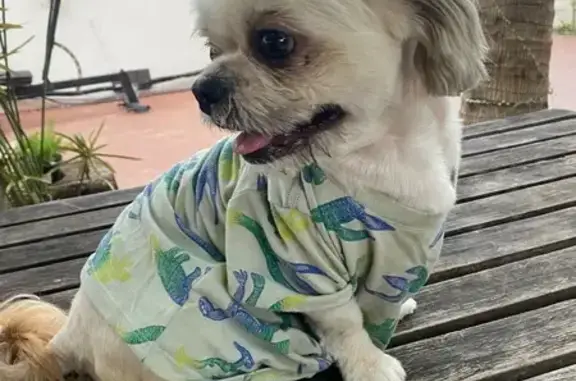 Missing dog Miami, photo: Lost Dog Toby: White & Beige, Miami Area