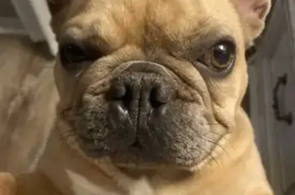 Lost French Bulldog: Summit Circle