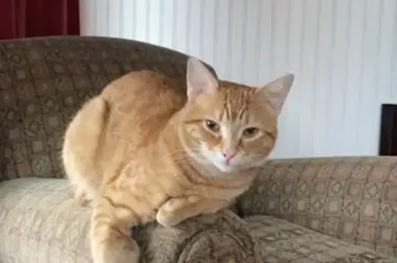 Lost Orange Tabby in Ringwood, NJ