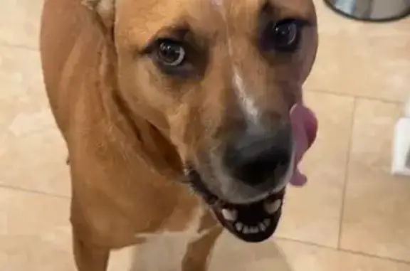 Lost Dog: Brown & White on Fats Domino Ave