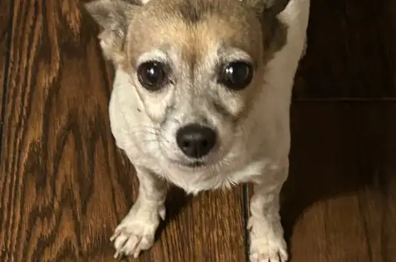 Missing dog Waianae, photo: Lost Dog: White/Brown, Waianae Area