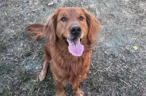 Help Find Zola: Lost Red Retriever