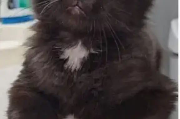 Lost: Friendly Black Maine Coon in Frisco