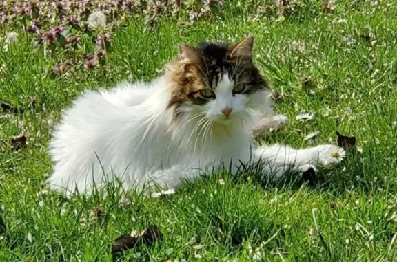Chatte tigrée perdue à Quetigny - photo