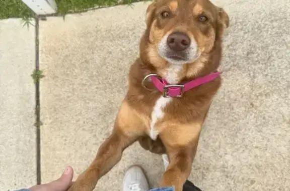 Friendly Female Kelpie Found i...