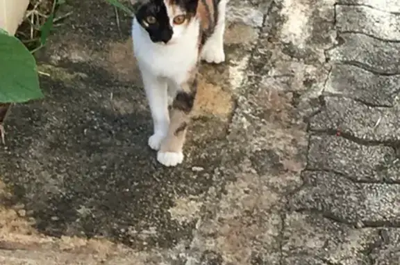 Chatte calicot 4 ans perdue à Beaupont - photo