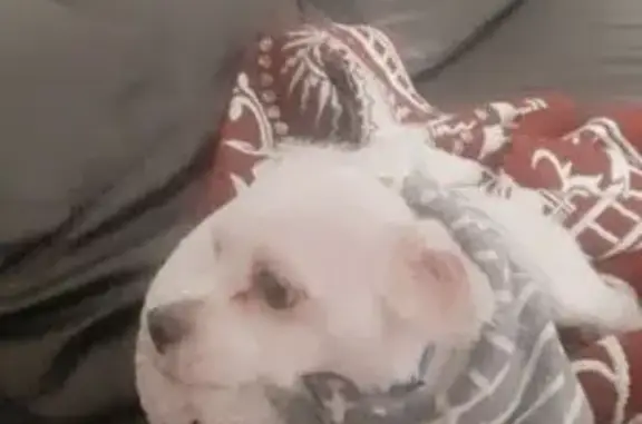 Chien perdue, petite, blanc tacheté, Savigny - photo
