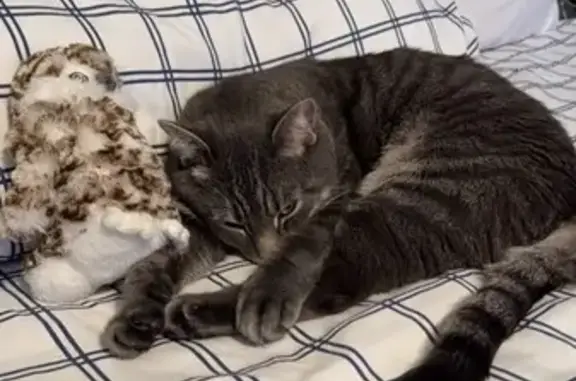 Lost Grey Tabby: Whiskers in Fall River