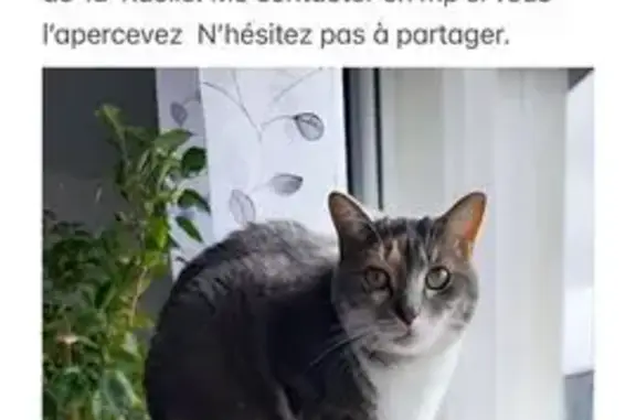 Chatte écaille perdue à Saint-Jean-de-la-Ruelle - photo