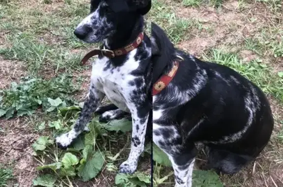 Animaux trouvés , photo: Chienne trouvée à Saint-Gervais-les-Bains