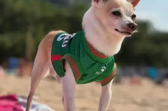 Lost and found pets Chicago, photo: Lost Tiny Dog: Rotten Teeth, 3lbs, Chicago