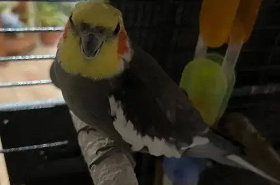 Lost Parrot: Grey & Yellow on Joiner St