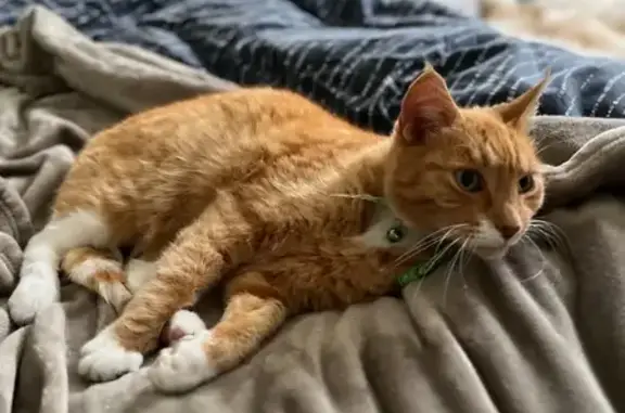 Lost Cat: Ginger with White Socks, Darebin